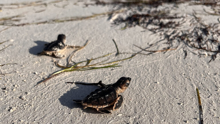 Some 300 turtles hatch at EGA’s Al Taweelah beach this season, bringing the total hatchings to approximately 7,500 since 2011